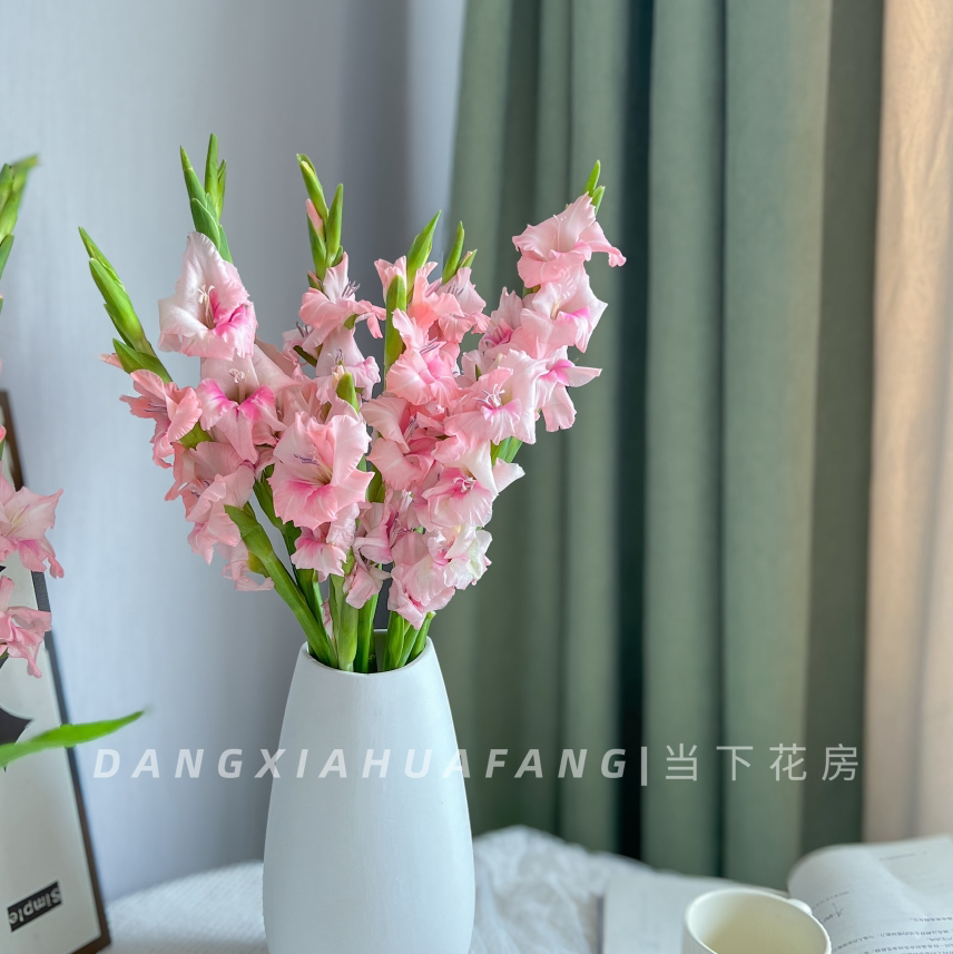 【AB级阿迪娜粉剑兰.第二件减10元】5支/份  长约60-65cm