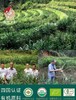 芸娘食记有机结晶姜 商品缩略图2