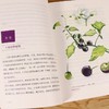 植物学家的筷子和银针 史军 图文详解50余种聪明的植物毒理特性及正确食用方式 商品缩略图4