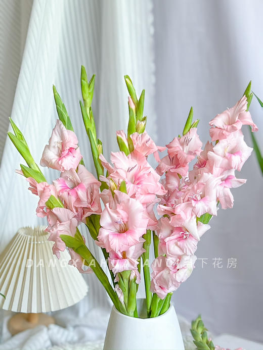 【AB级阿迪娜粉剑兰.第二件减10元】5支/份  长约60-65cm 商品图4