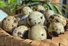 鹌鹑蛋｜营养密度高｜不吃成品饲料｜170多项农残检测未检出｜珠海顺丰 商品缩略图5