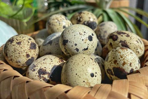 鹌鹑蛋｜营养密度高｜不吃成品饲料｜170多项农残检测未检出｜珠海顺丰 商品图5