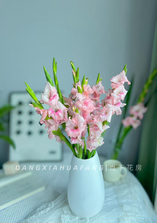 【AB级阿迪娜粉剑兰.第二件减10元】5支/份  长约60-65cm 商品图1