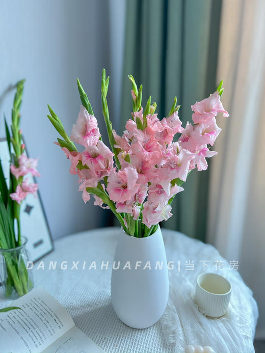 【AB级阿迪娜粉剑兰.第二件减10元】5支/份  长约60-65cm 商品图5