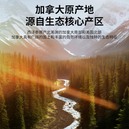 【正宗同仁堂品牌】北京同仁堂 青源堂 加拿大西洋参60克约1.2-1.6cm西洋参片 主根正切 片片精华SY 商品图1