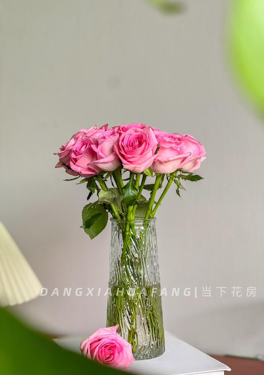 【AB级苏醒玫瑰.第二份减10元】10支/份 长约60cm 商品图8