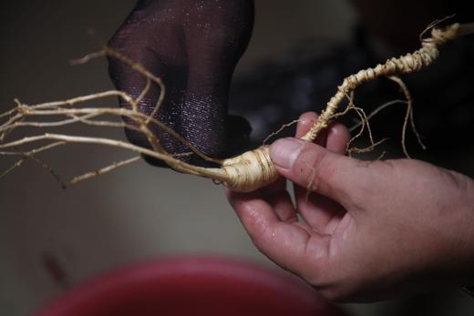 【容德嚴選】15年＋的林下野山参粉 商品图3