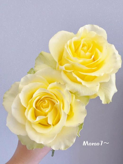 【AB级浪漫沙滩玫瑰.第二件减10元】10支/份 长约60-65cm 商品图5