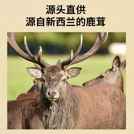 【正宗同仁堂品牌】北京同仁堂 青源堂 鹿茸片 鹿茸小蜡片8克 主角切片 蜡圈丰富 薄厚均匀SY 商品图1