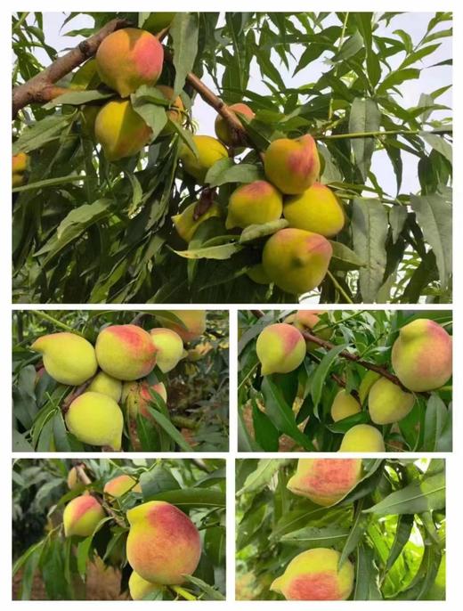 翁源鹰嘴桃|清新果味，纯甜，果园现摘现发 商品图6