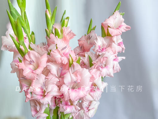 【AB级阿迪娜粉剑兰.第二件减10元】5支/份  长约60-65cm 商品图14