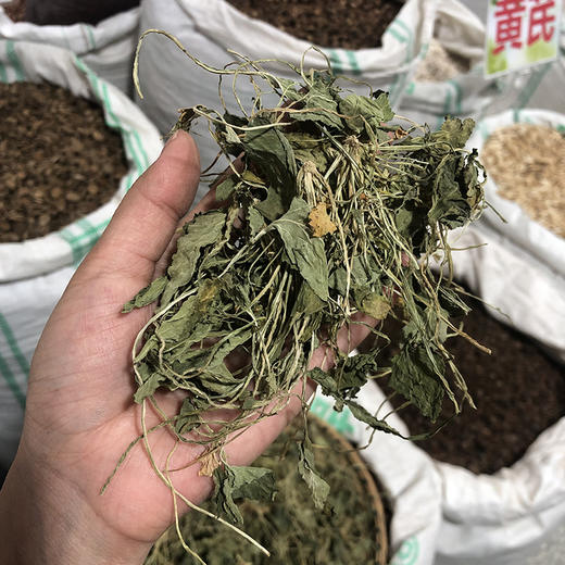 紫花地丁 当季新货 农家生晒中药材 商品图2