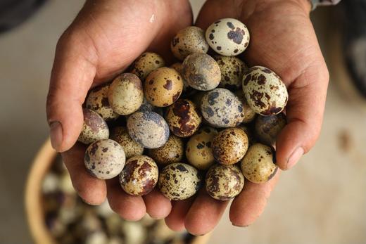 鹌鹑蛋｜营养密度高｜不吃成品饲料｜170多项农残检测未检出｜珠海顺丰 商品图3