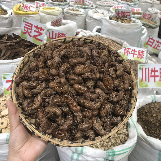 蝉蜕  虫蜕 大蝉蜕 蝉壳 当季新货 商品图4