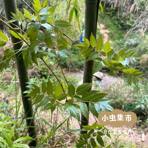 野生藤婆茶 50g/袋 | 合作农友生产，来自广东连南瑶族自治县，生产者：张运东 &【公平贸易农人定价】 商品图3