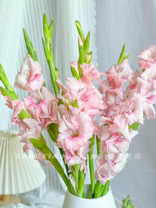 【AB级阿迪娜粉剑兰.第二件减10元】5支/份  长约60-65cm 商品图12