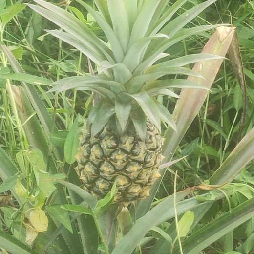 生态凤梨（小个） | 合作生产 * Ecological bromeliad | Partner Production 商品图3