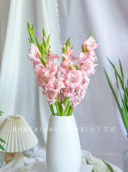 【AB级阿迪娜粉剑兰.第二件减10元】5支/份  长约60-65cm 商品图13