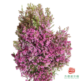 银铃花 粉色