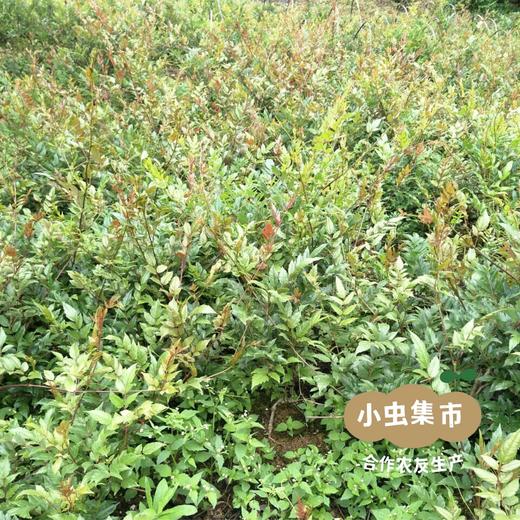 野生藤婆茶 50g/袋 | 合作农友生产，来自广东连南瑶族自治县，生产者：张运东 &【公平贸易农人定价】 商品图5
