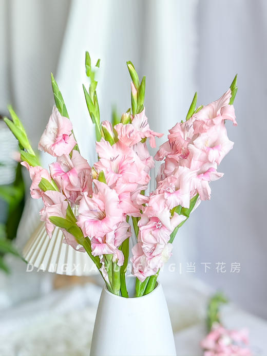 【AB级阿迪娜粉剑兰.第二件减10元】5支/份  长约60-65cm 商品图9