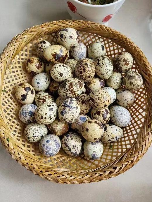 鹌鹑蛋｜营养密度高｜不吃成品饲料｜170多项农残检测未检出｜珠海顺丰 商品图4