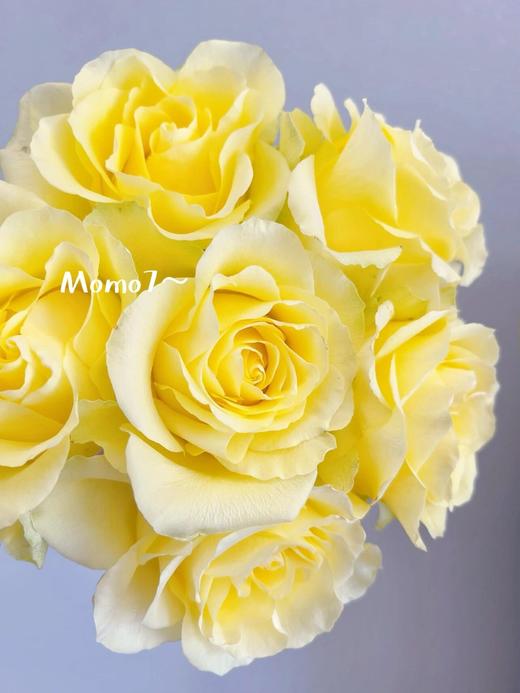 【AB级浪漫沙滩玫瑰.第二件减10元】10支/份 长约60-65cm 商品图2