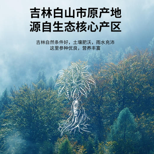 【正宗同仁堂品牌】北京同仁堂 青源堂 国产西洋参100克礼盒（50g*2瓶）约1.0-1.2cm主根正切 片片精华SY 商品图4