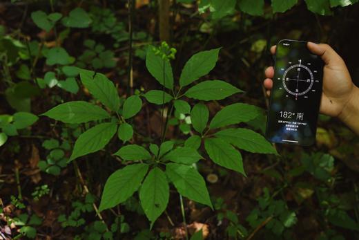 【容德嚴選】15年＋的林下野山参粉 商品图2