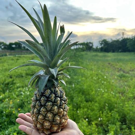生态凤梨（小个） | 合作生产 * Ecological bromeliad | Partner Production 商品图1