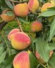 翁源鹰嘴桃|清新果味，纯甜，果园现摘现发 商品缩略图0