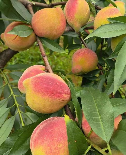 翁源鹰嘴桃|清新果味，纯甜，果园现摘现发 商品图0