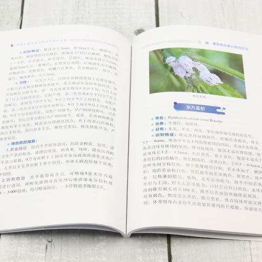 上海地区葡萄病虫害绿色防控手册【官方正版，可开发票，下单时留开票信息和电子邮箱】 商品图4