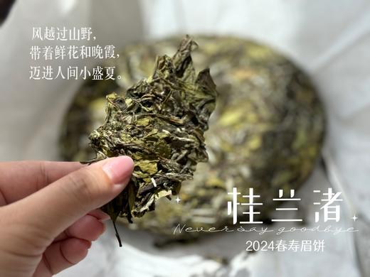 【好茶来了】花香更艳，等级和香气、滋味都更胜往年的2024春寿眉饼《桂兰渚》 商品图4