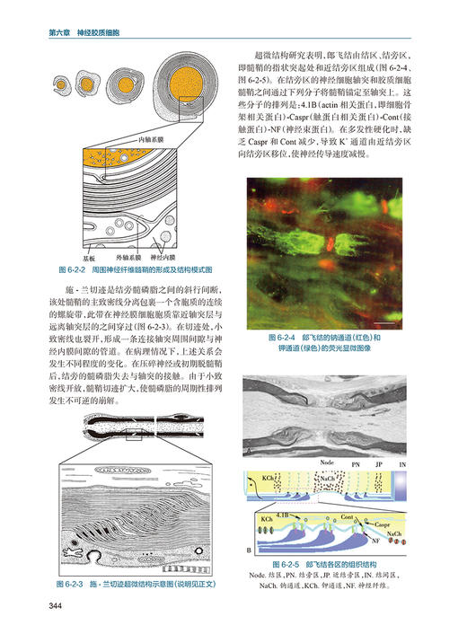 神经解剖学第3版 李云庆 中枢和周围神经系统形态结构方面基知识 多层次多角度剖析神经解剖 病例分析9787117348843人民卫生出版社 商品图4