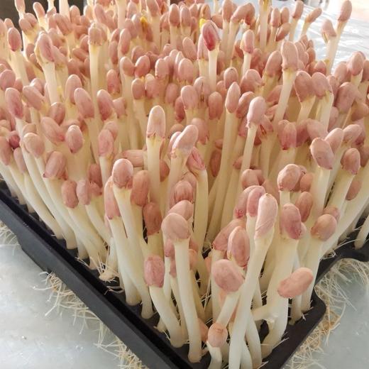 【HFS】花生芽 200g/份 太平海农业 商品图1