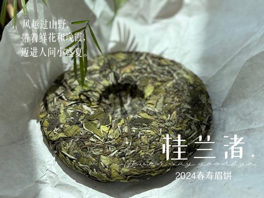 【好茶来了】花香更艳，等级和香气、滋味都更胜往年的2024春寿眉饼《桂兰渚》 商品图2