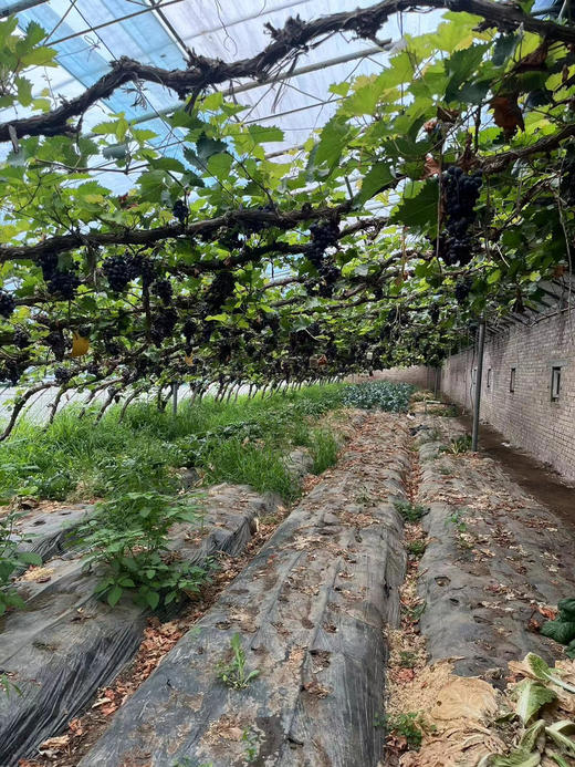 农场有机圆粒玫瑰香，带籽！老品种，有机，一点药没用，自然生长，大小粒！绝对最原始的玫瑰香葡萄味！3斤/盒 商品图2