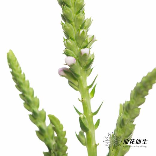 配花 | 虎尾兰 商品图1