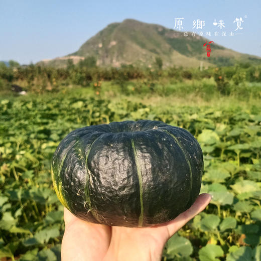 有机贝贝南瓜（基地直发-中通包邮）| 4.8斤装±50g，来自河南南召，生产者：李鹏【合作生产，公平贸易】 商品图4