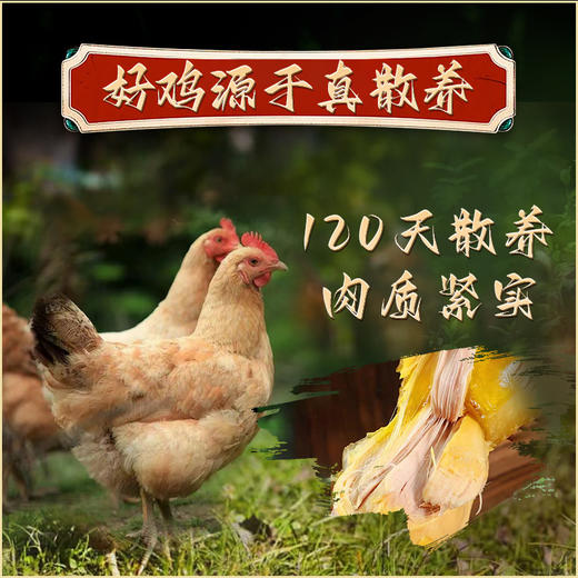 六窝土鸡盐焗鸡（散养120天） 商品图2