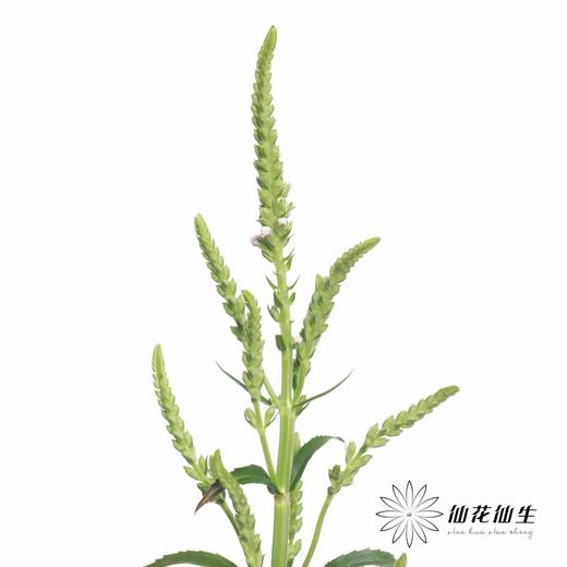 配花 | 虎尾兰 商品图0