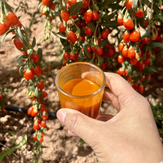 有机枸杞原浆 宁夏中卫新鲜枸杞鲜榨 高品质 拒绝添加 30ml*10袋/盒 商品图6