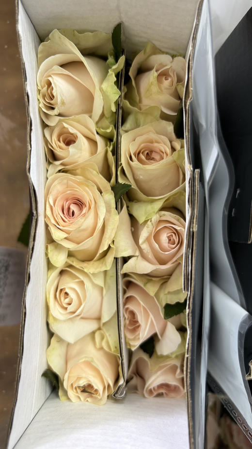 【秒杀福利】南粤推荐-双鱼座/玉香槟  20枝/扎 商品图7