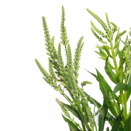 配花 | 虎尾兰 商品图3