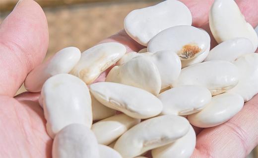 【云南省怒江州兰坪县】巽天泽高山白芸豆550g/罐 商品图3