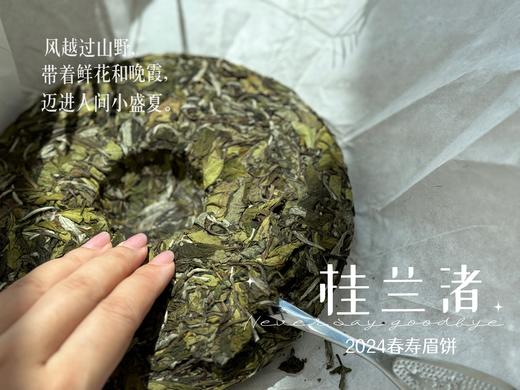 【好茶来了】花香更艳，等级和香气、滋味都更胜往年的2024春寿眉饼《桂兰渚》 商品图3
