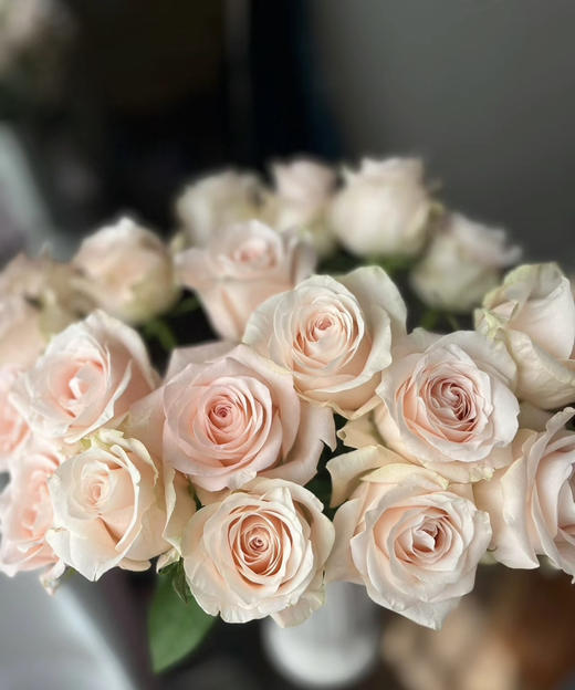 【秒杀福利】南粤推荐-双鱼座/玉香槟  20枝/扎 商品图0