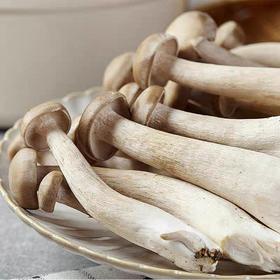 新鲜鹿茸菇 250g/500g