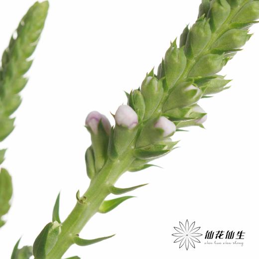 配花 | 虎尾兰 商品图5